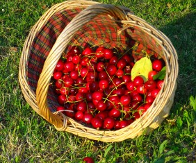 Panier de belles cerises du jardin